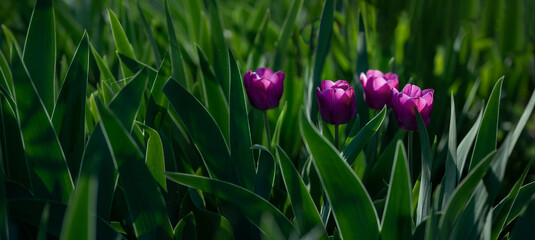 Purple, large tulip. Flowerbed with tulips.Spring joy in the form of flowers.Decorative spring...