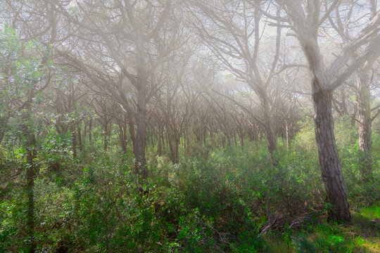 Forested area with fog and trees in the mata dos medos on the coast of Caparica