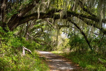 Footpath in the forest