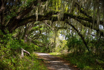 Woodland Path