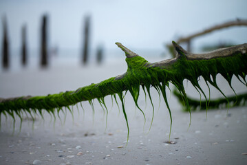 close up of drift wood and seaweed