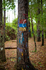 Painted Trail Tree Sign