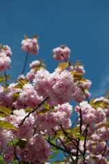 pink cherry blossom