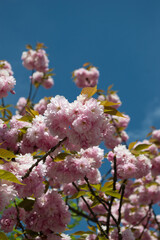 Naklejka premium pink cherry blossom