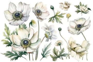 Elegant White Anemone Watercolor Illustration Generative AI