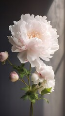 White Peony Flower Arrangement in Vase With Light and Shadow Generative AI