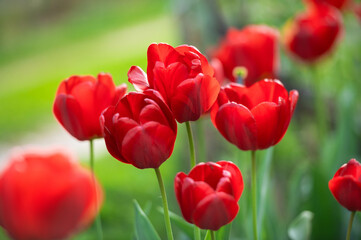 Red tulips bloom close-up in the spring in the garden. Beautiful spring flower background. Soft focus and bright lighting. Blurred garden background.