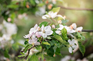 Fresh beautiful flowers of the apple tree blooming in the spring
