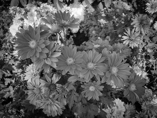 Black & white photograph of flowers in a garden in spring time.