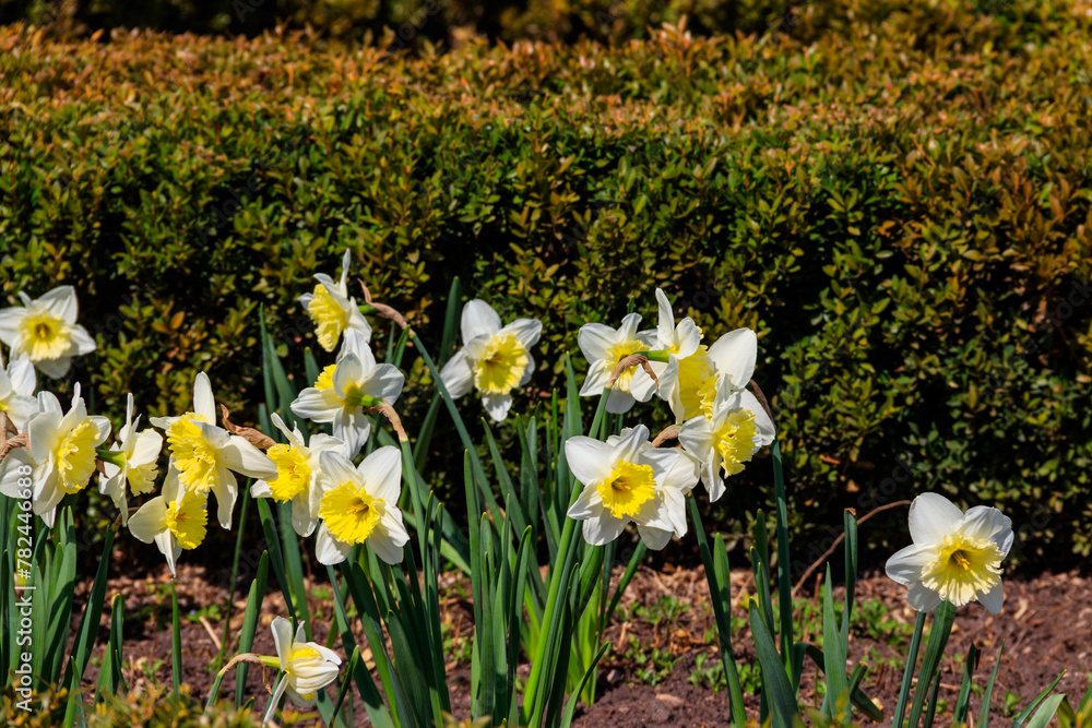 Canvas Prints Daffodil flowers in a garden. Beautiful narcissus on flowerbed