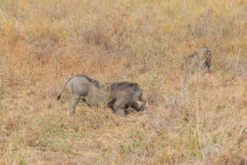 Fototapeta na wymiar Common warthog (Phacochoerus africanus) in savanna in Tarangire national park, Tanzania
