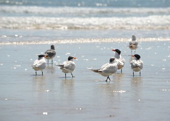 Royal terns stand on the beach at Ponce Inlet, Jetty Beach Florida, facing the ocean with their feet in the water, as waves crash in the background.