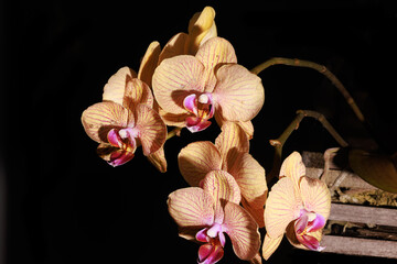 ORQUIDEAS FLORES FLAWERS