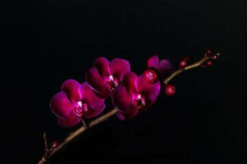 FLORES . ORQUIDES.FLOWER