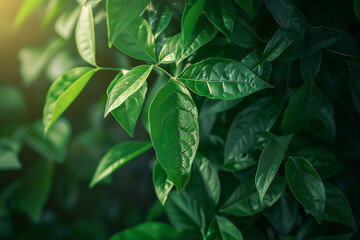 Closeup of green leaves on a tree, with a blurred background, on a sunny day, with natural light,...