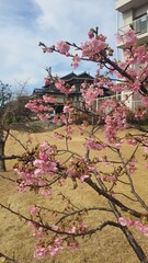 cherry tree japan