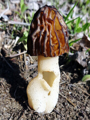 Edible spring mushroom called morel