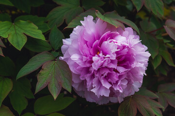 Lush pink peonies. Bushes with lush peony flowers.