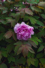 Lush pink peonies. Bushes with lush peony flowers.