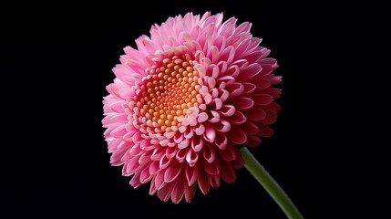 pink bellis flower isolated