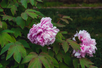 Lush pink peonies. Bushes with lush peony flowers.
