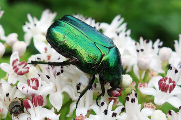 A large armored beetle feeds on a blooming flower