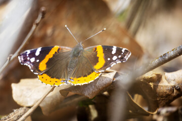 Red Admiral Butterfly in early spring in Wisconsin. - obrazy, fototapety, plakaty