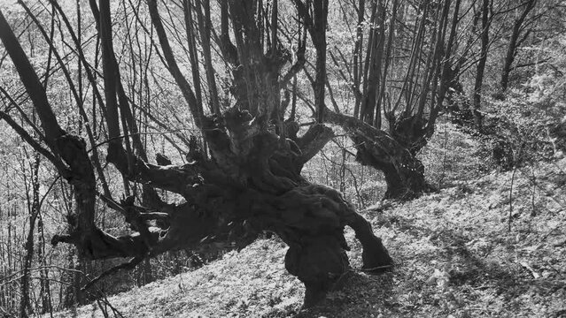 Ancient beech trees Fagus growing on a steep mountain slope in Carpathians, Ukraine. Scenic old-growth forest landscape with massive mossy tree trunks, mystical atmosphere and wild nature view.
