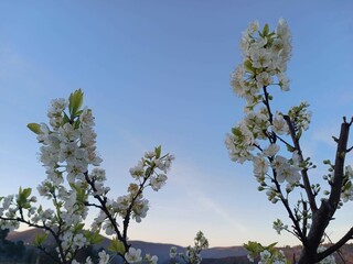 Árbol en floración en primavera