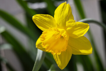 A daffodil bloom in the warm spring sunlight.