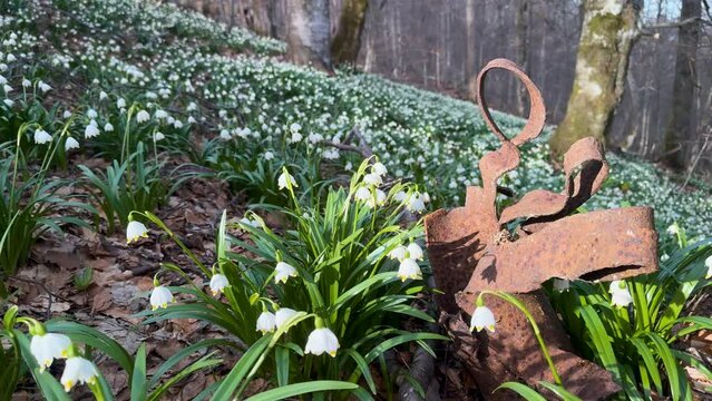 Anti-war concept: beautiful white snowdrops Galanthus blooming inside a torn artillery shell casing. Life wins over death, rebirth after war and nature reclaiming a battlefield in spring.