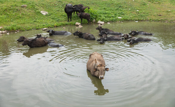 Cows in the lake, swimming, crossing the road, path stock photo
