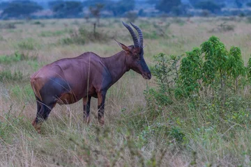 Cercles muraux Antilope Topi in the savannah