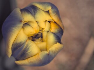 Tulipan wiosenny kwiat - obrazy, fototapety, plakaty