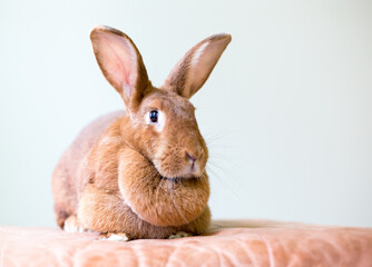 A female American rabbit with a large dewlap