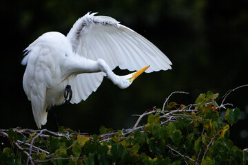 Great Egret Pruning Feathers