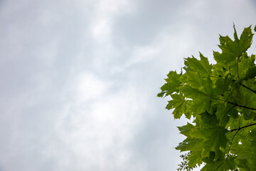 Obraz premium Vine leaves and blue sky, stock photo