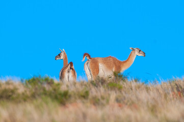 Guanacos in Lihue Calel National Park, La Pampa, Patagonia, Argentina.