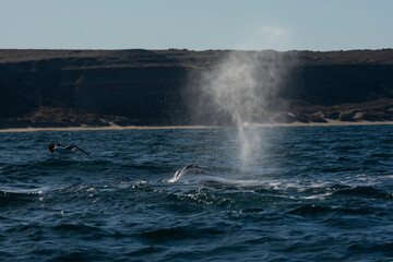 Sohutern right whales in the surface, Peninsula Valdes, Patagonia,Argentina