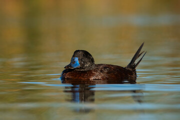  Lake Duck in Pampas Lagoon environment, La Pampa Province, Patagonia , Argentina.