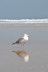 A seagull stands at the ocean's edge, facing right, with its reflection mirrored in the water. Waves crash against the shore as the blue sky stretches to the horizon, Ponce Inlet Jetty beach Florida. 