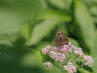 Common Wood-Nymph, Cercyonis pegala, nectaring on Joe-Pye Weed. Folds at wing veins.