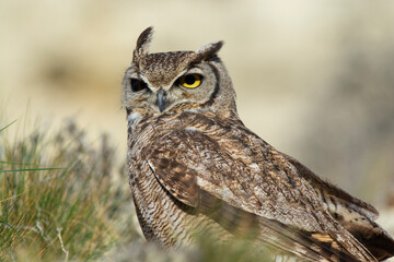 Great Horned Owl, Bubo virginianus nacurutu, Peninsula Valdes, Patagonia, Argentina.