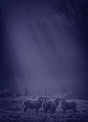 A flock of sheep at night. 