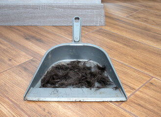 Hair in an owl. Remains of hair in a dirty dustpan. Top view of hair after shaving in a...