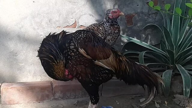 Slow motion 4K footage of aseel rooster is cleaning its feathers. A rooster is cleaning itself with its feathers. A beautiful big rooster and hens cleaning their feathers. Wing cleaning scene. 