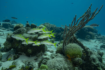 Fototapeta na wymiar Beautiful landscape of a coral reef in the Caribbean