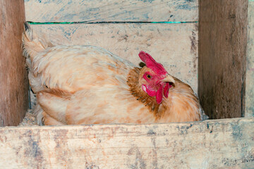 Creole hen lays eggs in the chicken coop