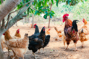 Creole chickens next to the rooster