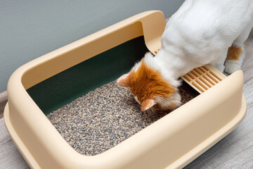 the cat is about to go to the litter box